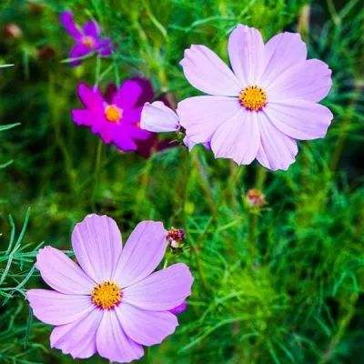 乐发彩票APP下载手机app下载